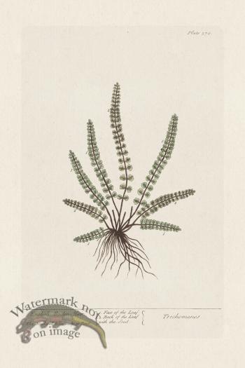 BEE 370 English MaidenHair